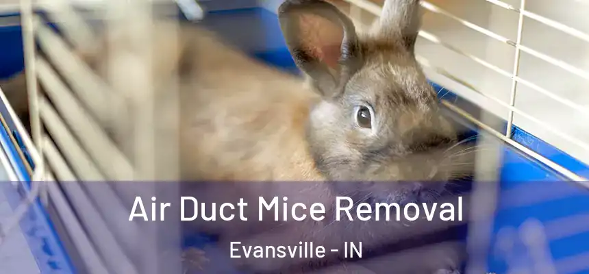  Air Duct Mice Removal Evansville - IN